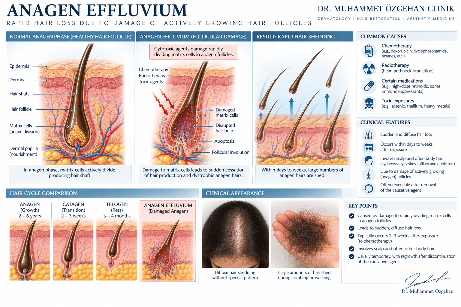 Anagen Effluvium Toksik Saç Dökülmesi Klinik ve Medikal İllüstrasyonu